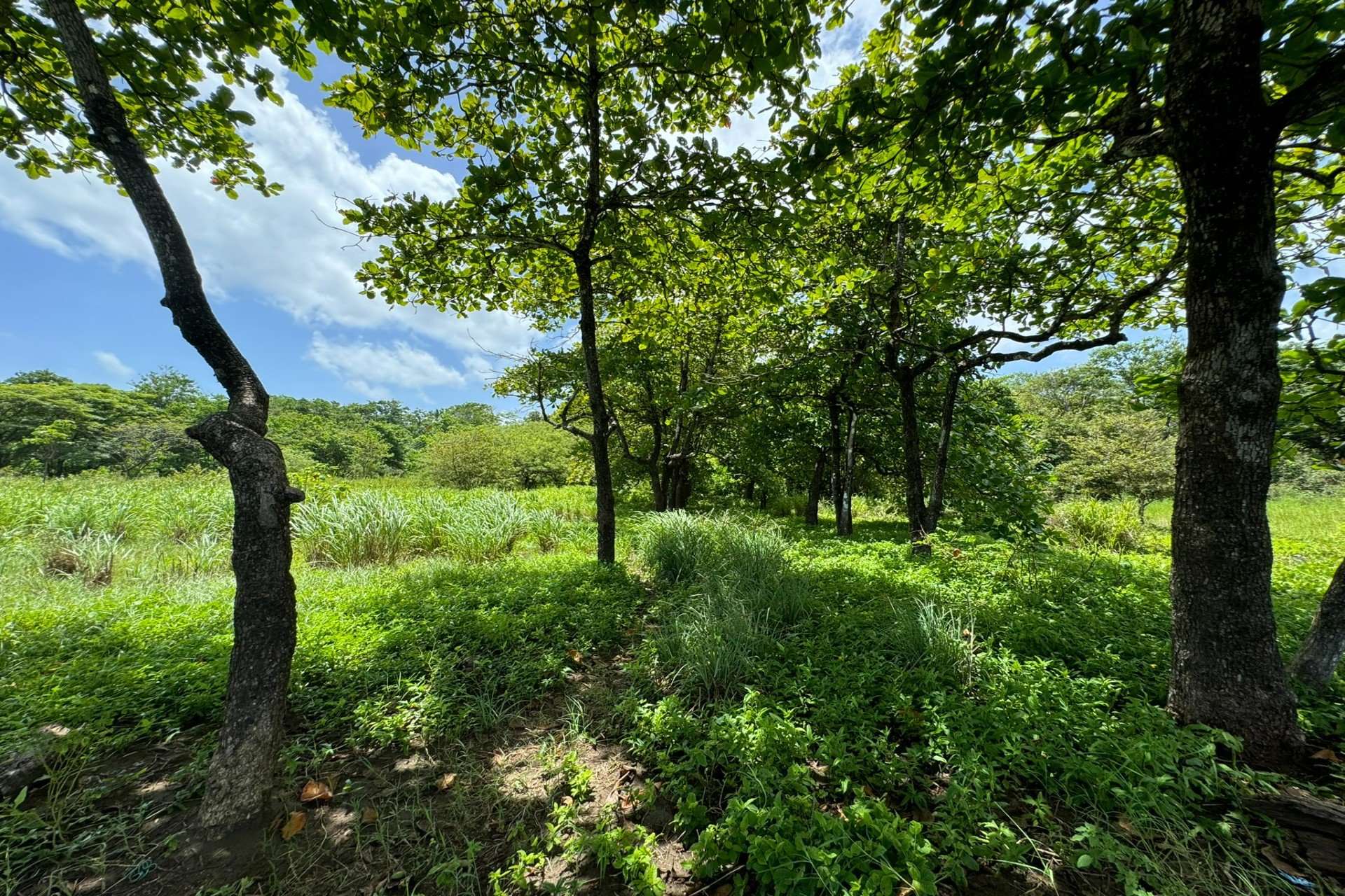 One of a kind Beach Front Parcel in Junquillal Junquillal,