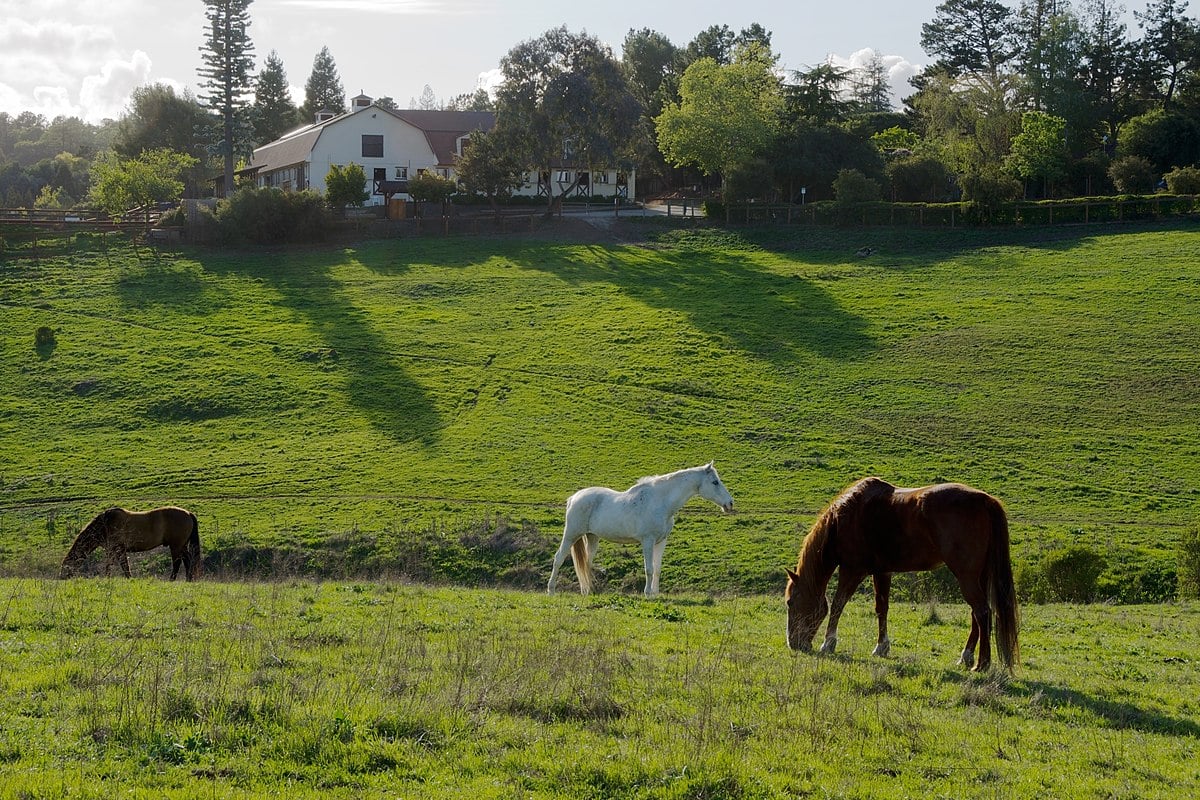 Los Altos Hills