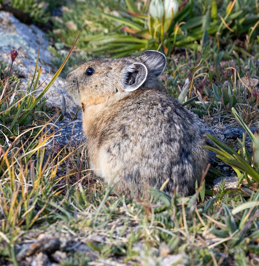 Where the Road Meets the Sky: Driving Trail Ridge Road