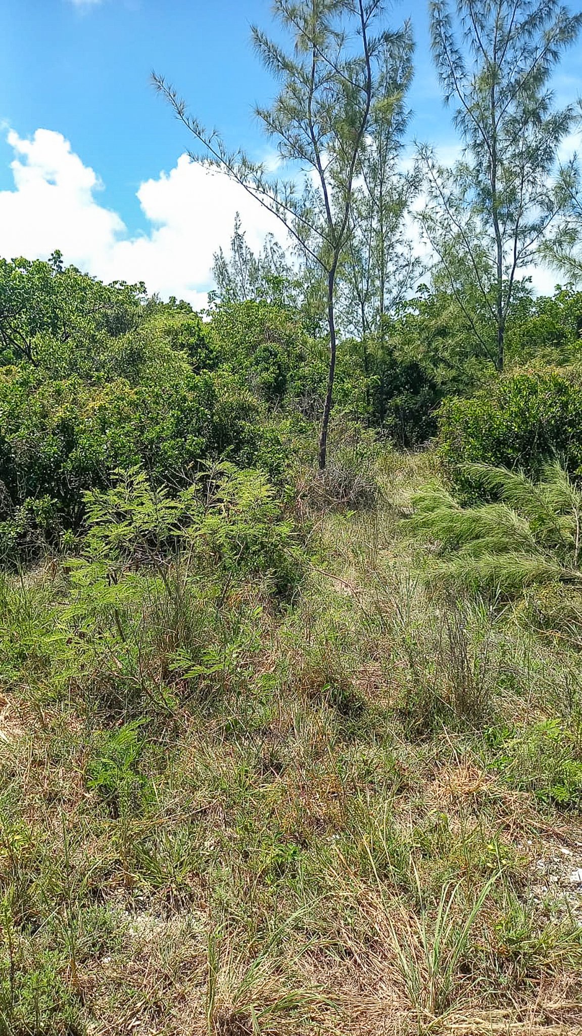 Lot #23 South Andros