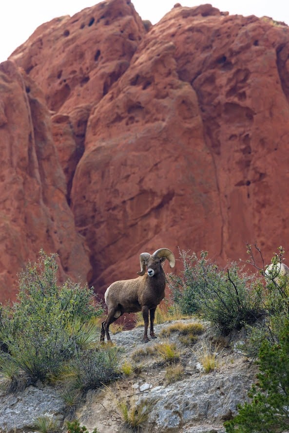Garden of the Gods: Where Colorado Springs Comes Alive