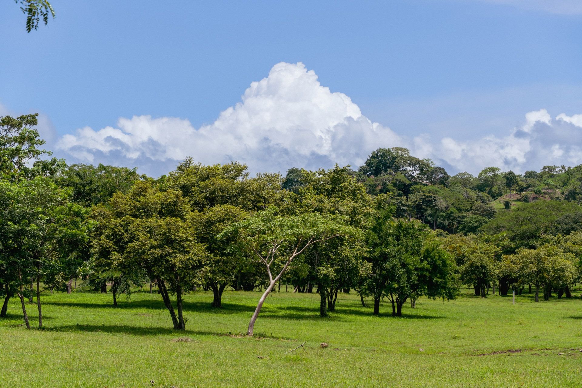 Roble Sabana, Linderos, Guanacaste