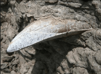 Fossil 