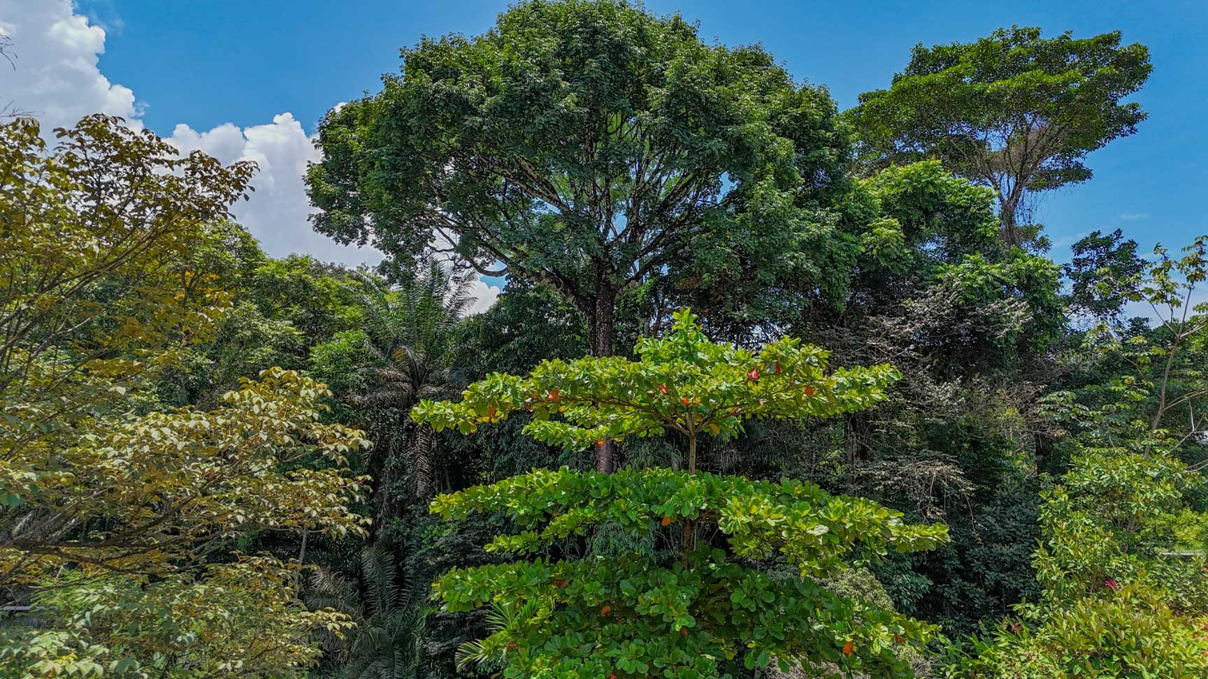 23-Acre Prime Highway Frontage Lot Near Ojochal & Ocean
