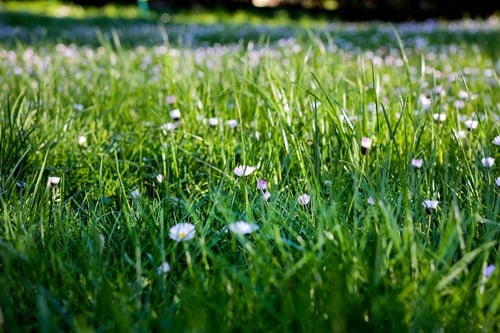 How to Get Rid of Weeds in Grass the Organic Way