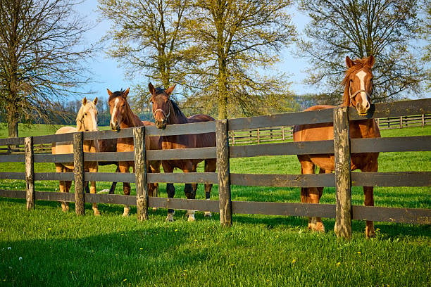 Horses behind a wooden fence in a green pasture beneath mature trees.