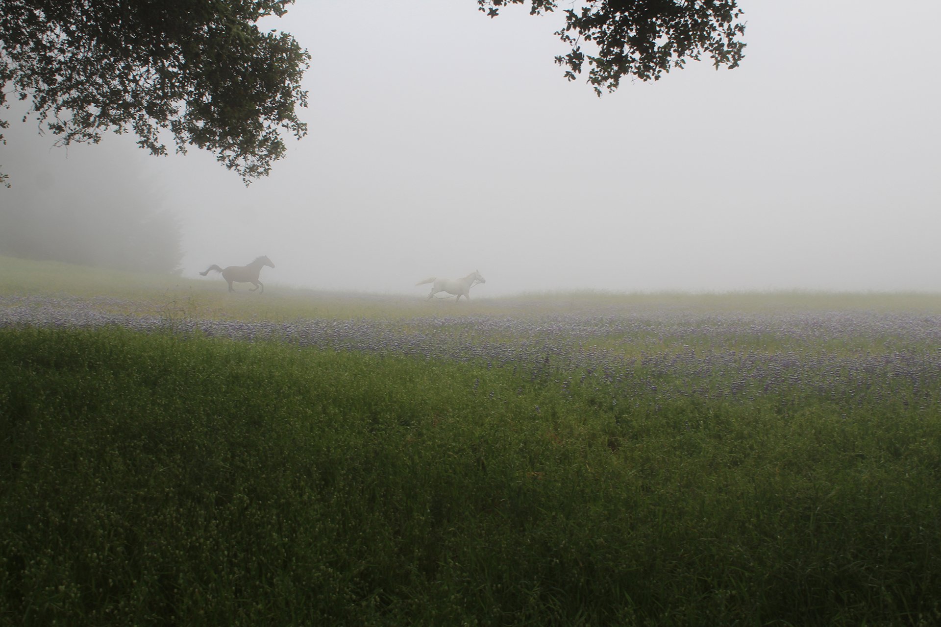 Santa Cruz Vineyard & Horse Property