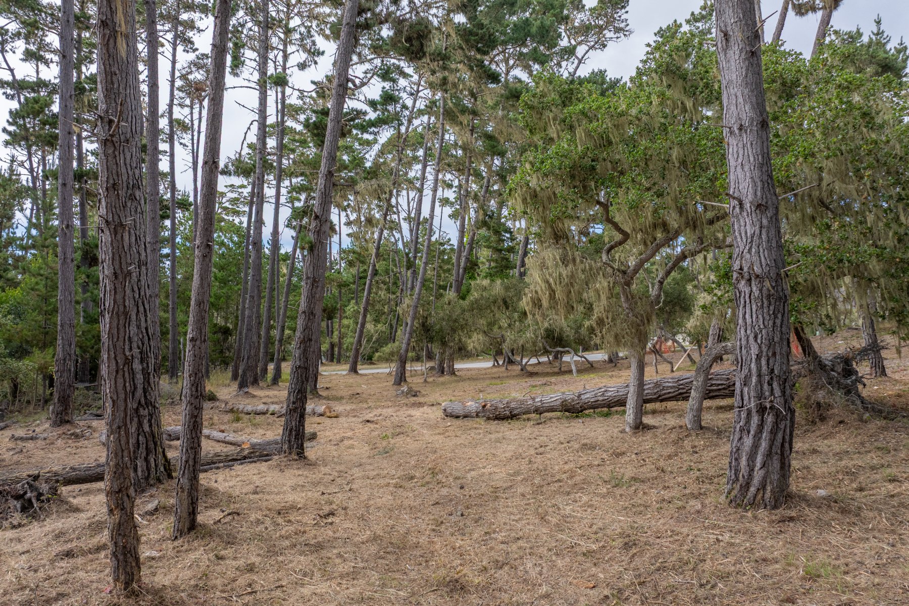 Exceptional Pebble Beach Parcel