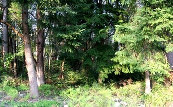 0 Lot 20 Belfair Avenue NE