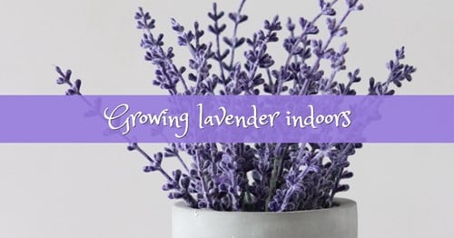 Container Gardening: How Lavender Grows Indoors
