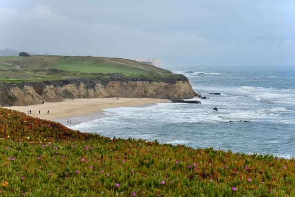 Coastal beach beneath eroded cliffs, with ocean waves and flowering groundcover in the foreground.