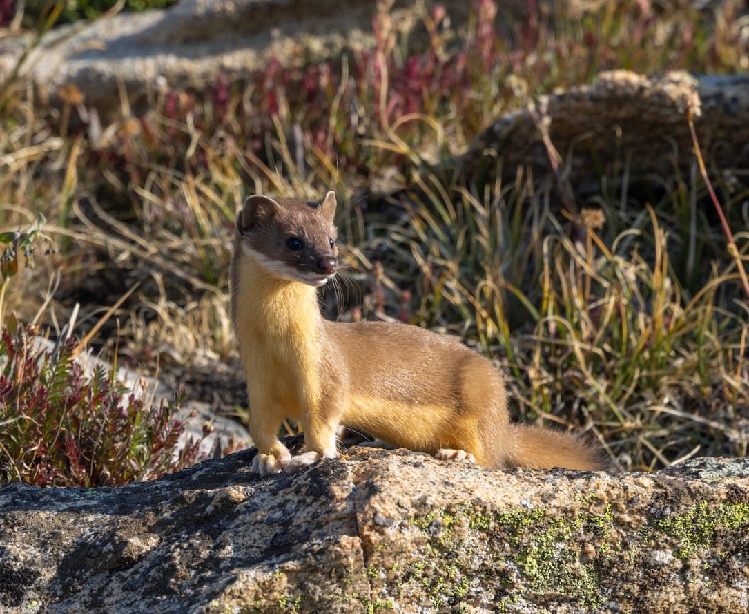 Where the Road Meets the Sky: Driving Trail Ridge Road