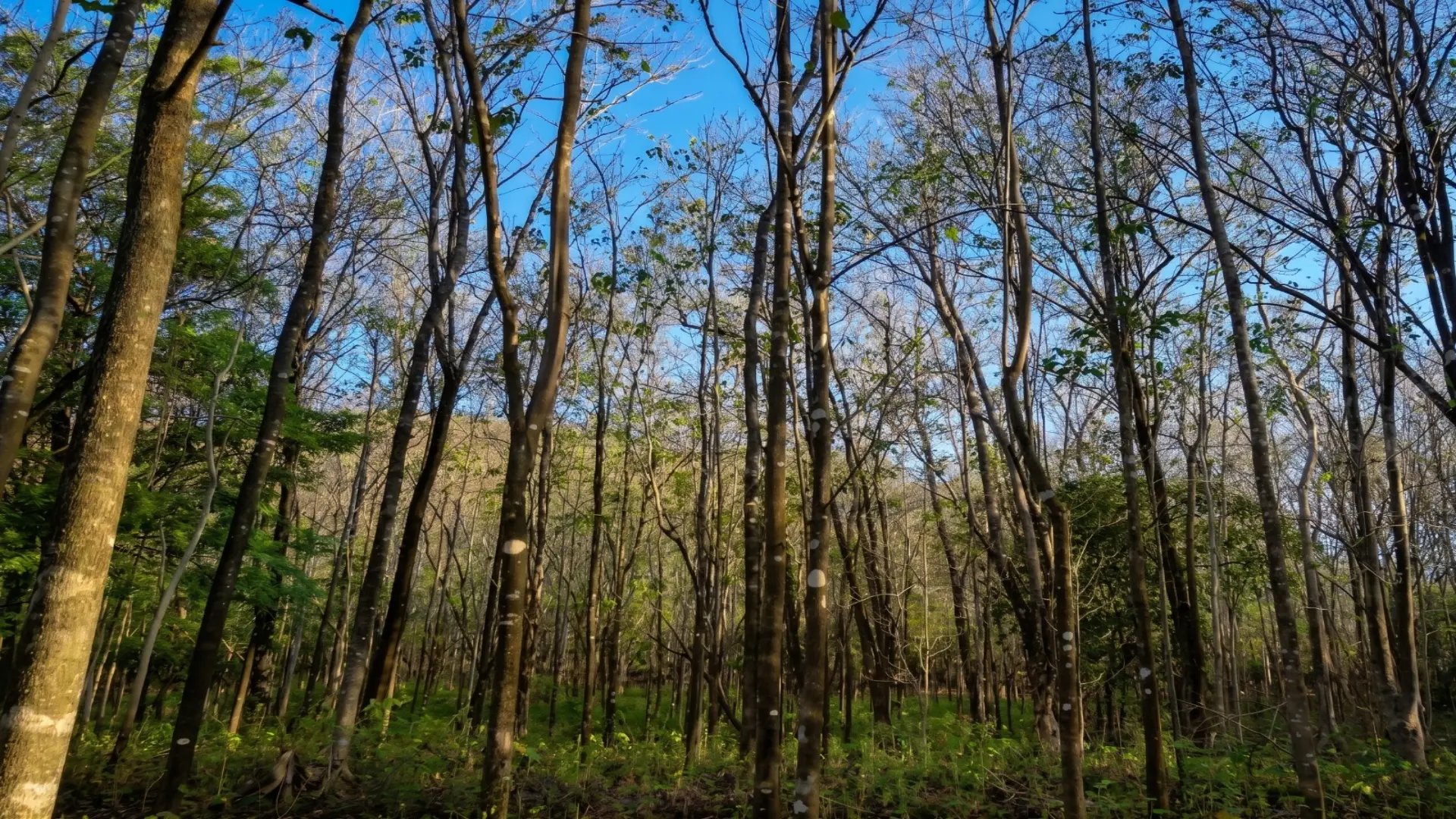 Las Melinas Sanctuary