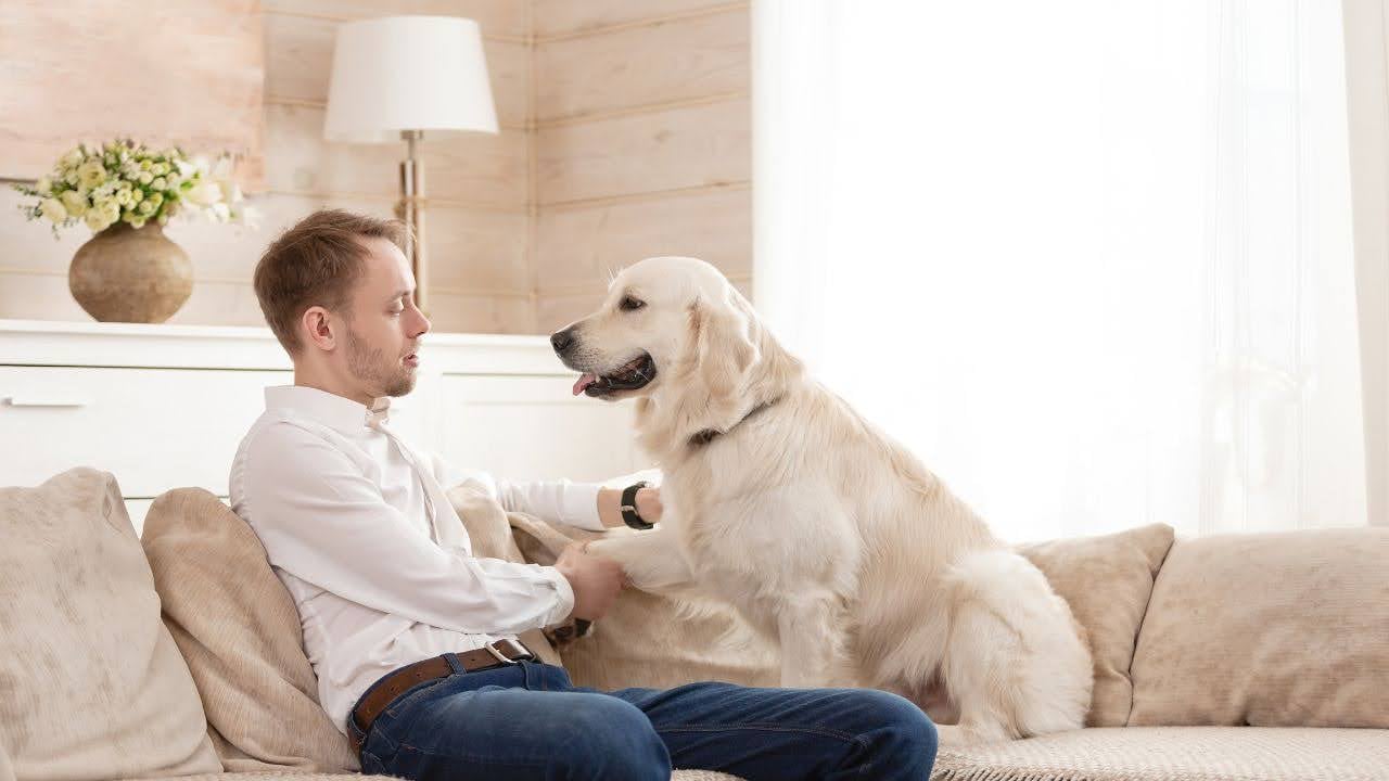 A man in a white shirt sits on a beige sofa, gently holding a golden retriever's paws. The room is bright with soft lighting and a cozy ambiance