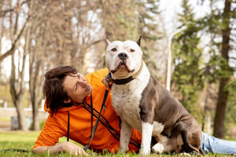 3 Tips for Buying a NYC Co-op or Condo When You Own a Pit Bull or Other Large Dog Breed