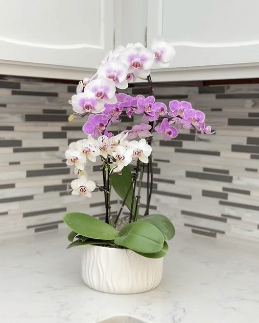 Orchid arrangement on a marble kitchen counter beneath white cabinets and a horizontal tile backsplash.