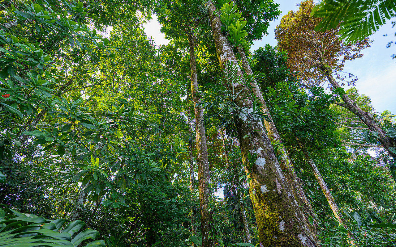 Home Near Downtown Uvita with Private Forest and Creek