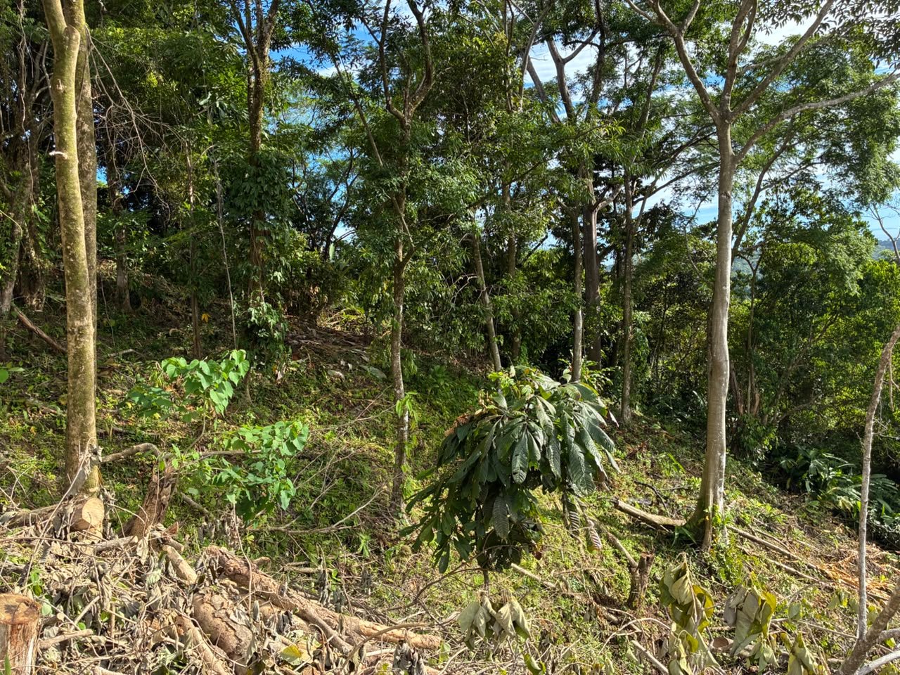 Affordable Ocean View Lot in Ojochal Phase9