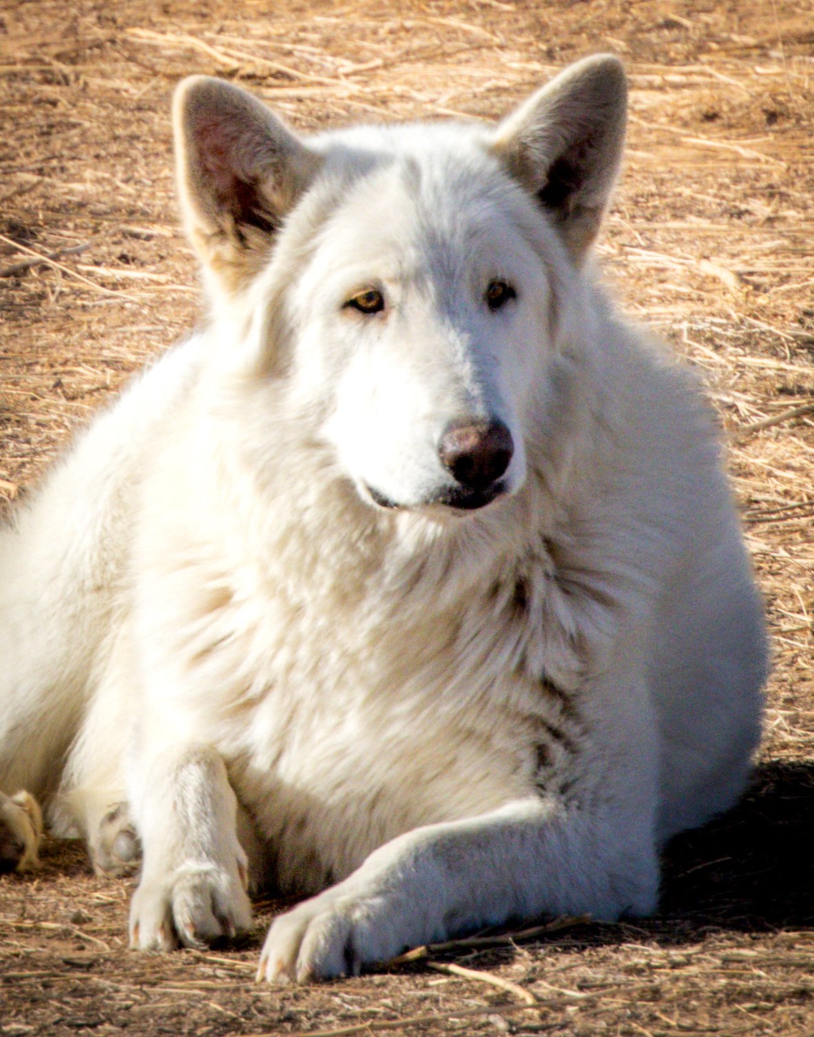 Into the Wild: Monica Breckenridge’s Unforgettable Journey at The Wild Animal Sanctuary Subtitle