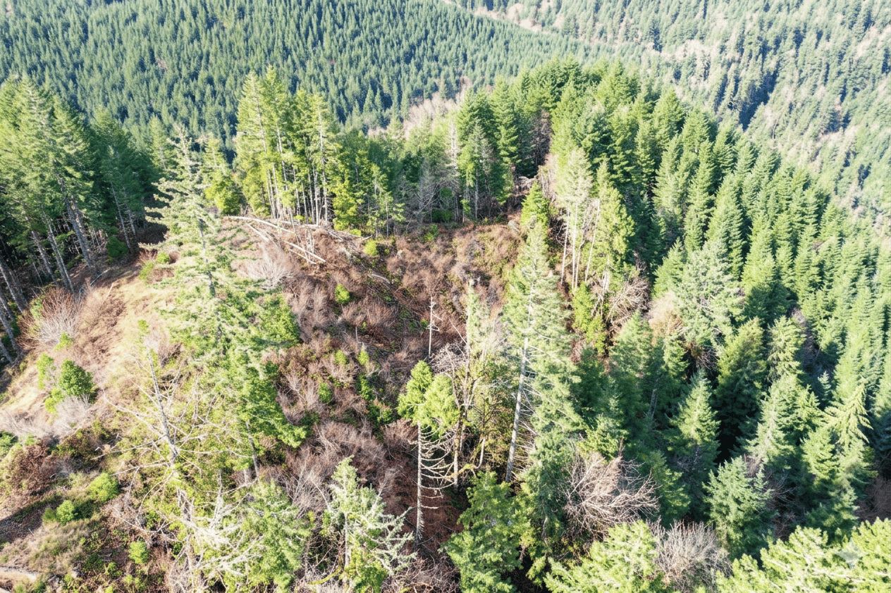 Smith River Back Woods