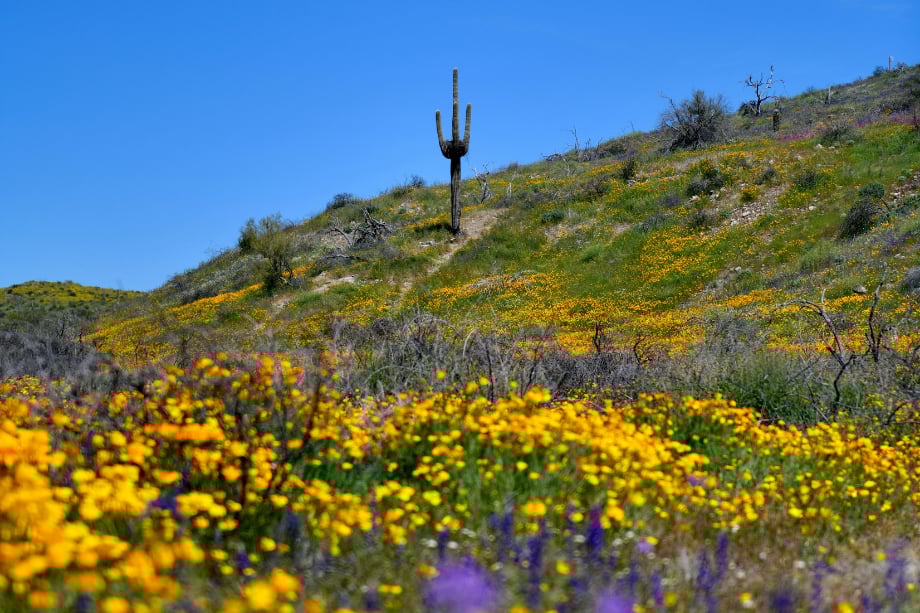 10 Fun Things To Do in April! cover