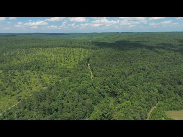 Aerial view of dense woodland with a narrow clearing and rolling hills beyond.