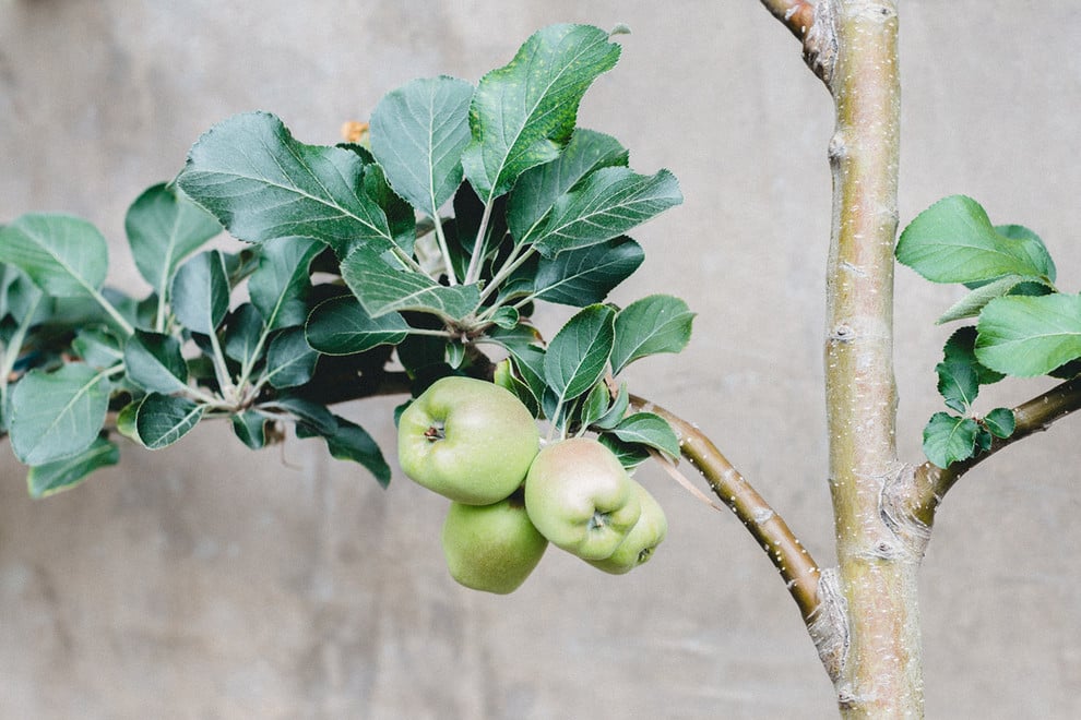 Unripe green apples hang among broad leaves on a tree branch.
