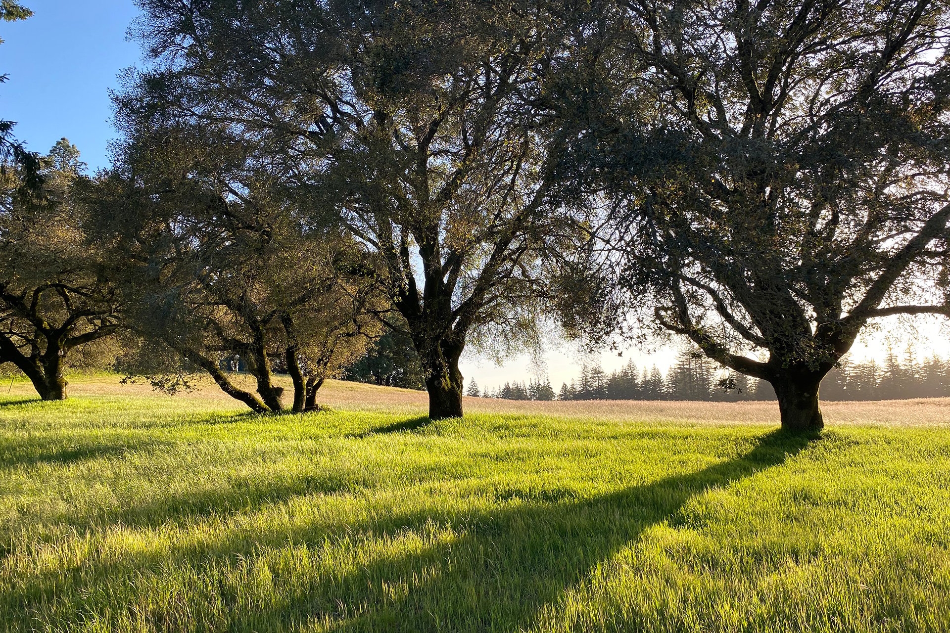 Santa Cruz Vineyard & Horse Property