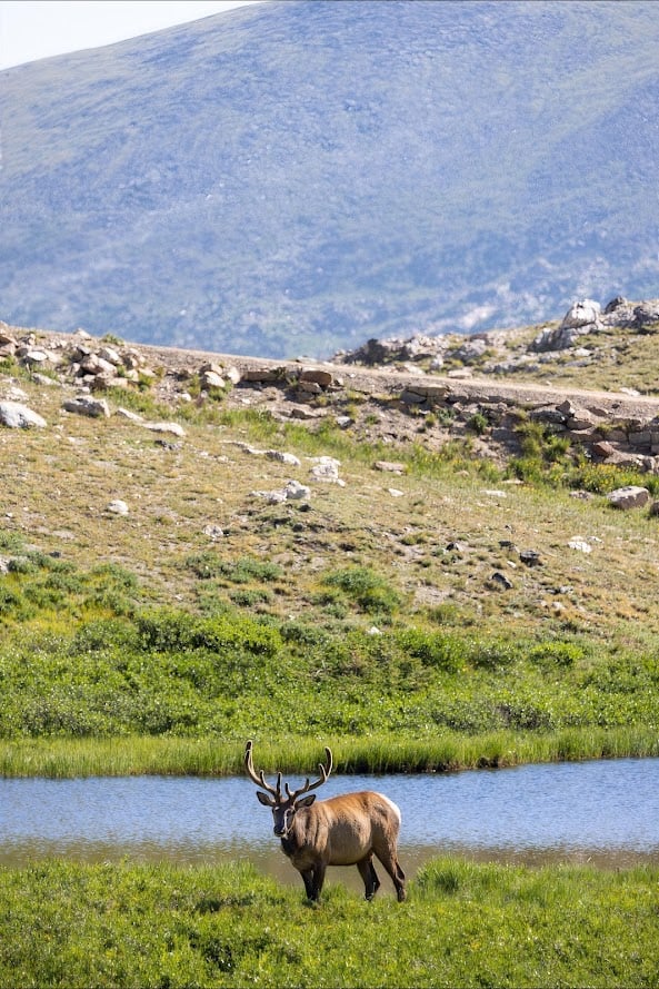 Driving Into the Wild: A Sensory Journey Along Old Fall River Road