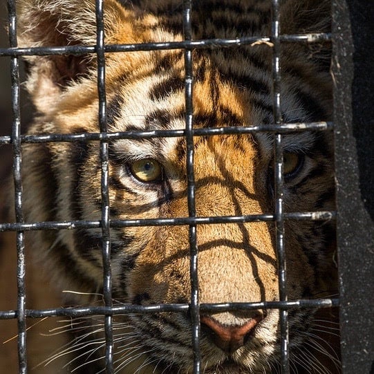 Don’t Let Tradition Cage Your Ambition
