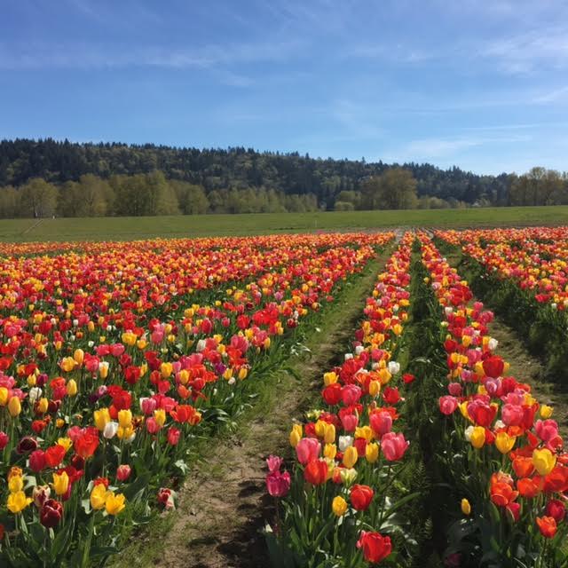 Vibrant fields of blooming tulips