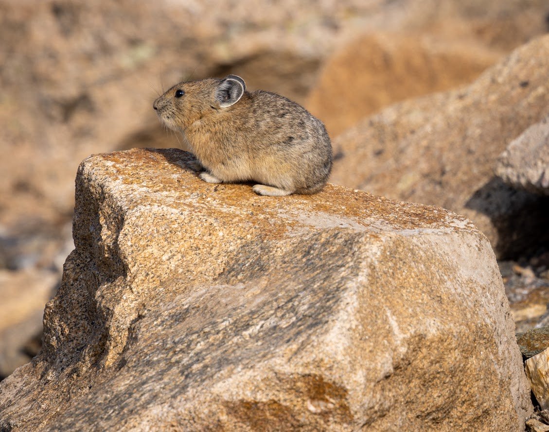 Where the Road Meets the Sky: Driving Trail Ridge Road