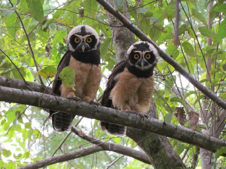 Castillo Puesta del Sol, Escalares - 