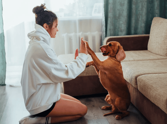 A woman kneels beside a sofa, giving a seated brown dog a high five.