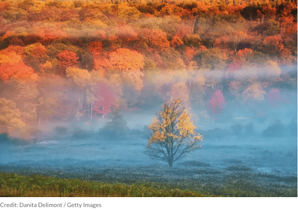 Autumn forest above a misty meadow, with a lone yellow-leaved tree.