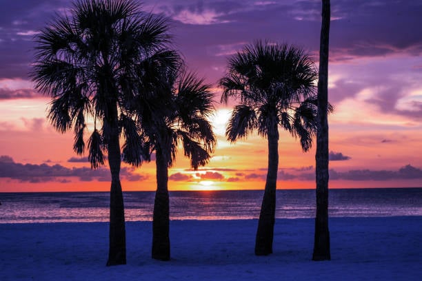 Scenic view of Clearwater Beach at sunset with palm trees and soft white sand, perfect for a Tampa weekend getaway