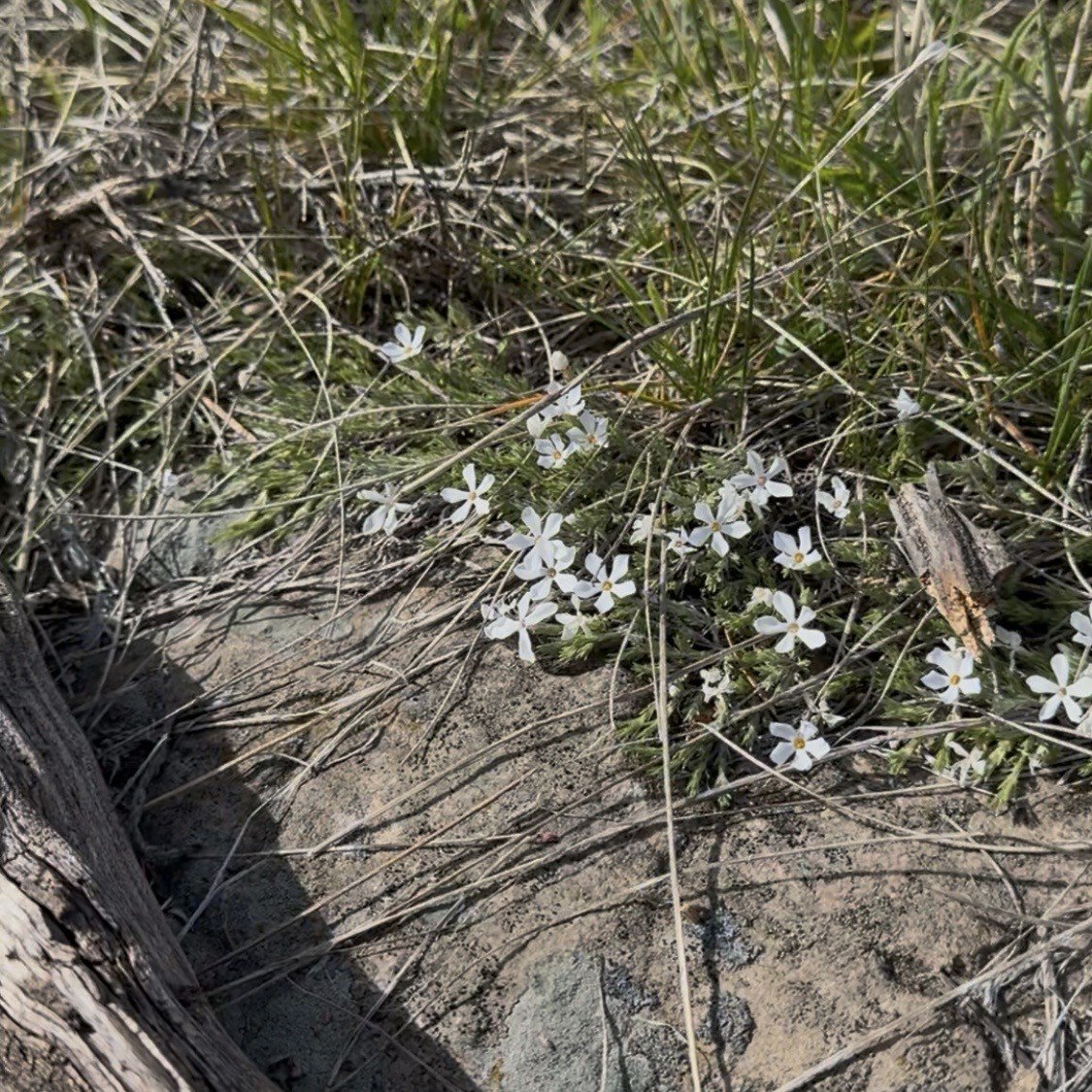 Big Sky Spring | May 2026
