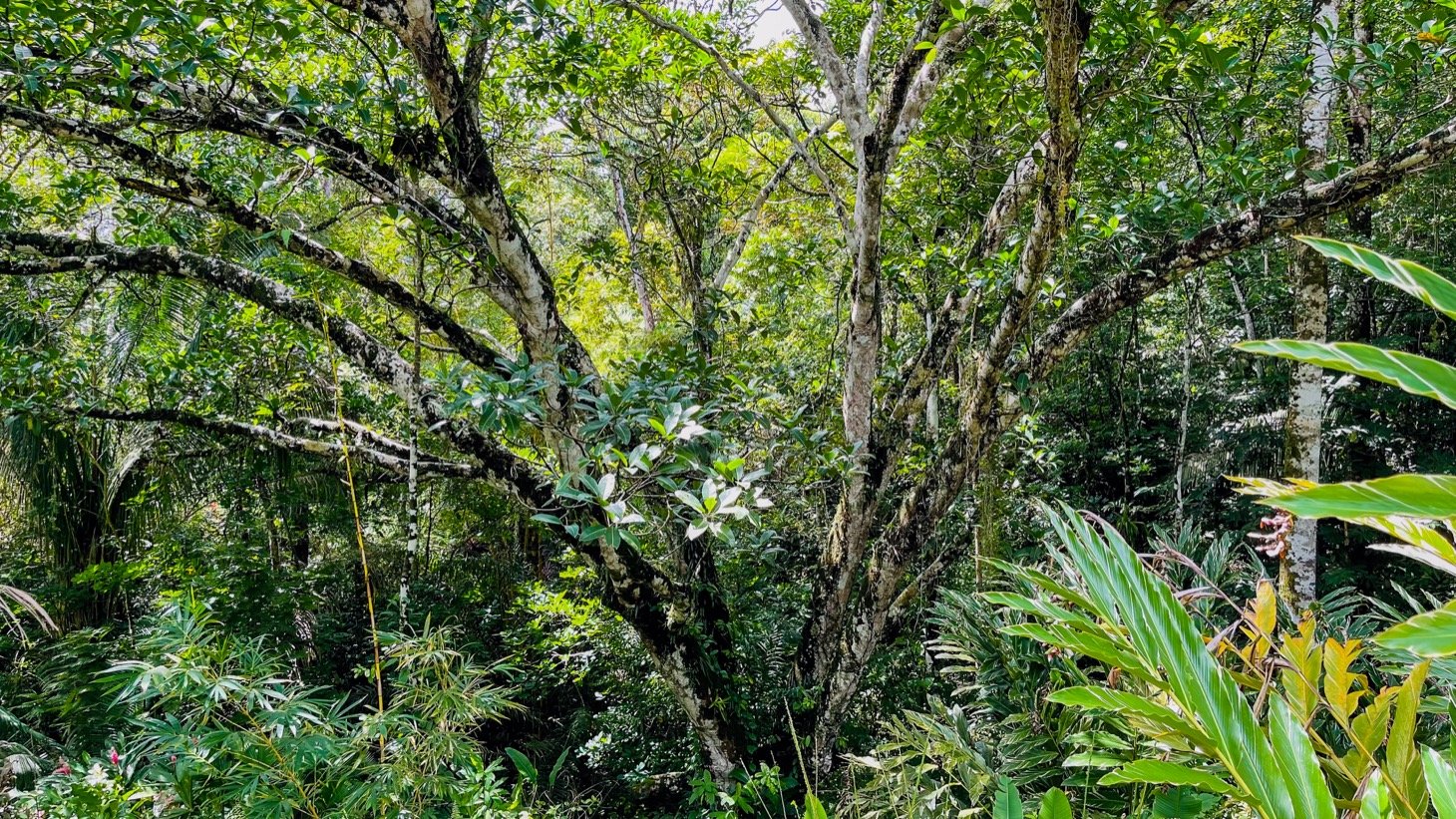 Modern House For Sale With Jungle View, Peaceful Stream, and Rental Cabins