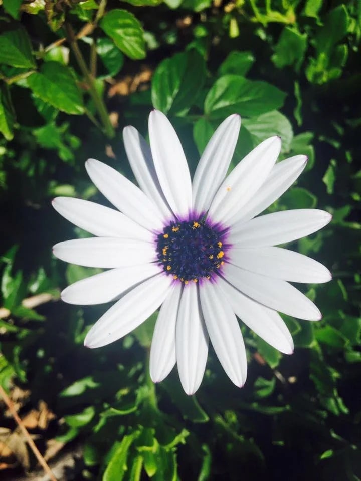 White flower with a purple center among green leaves.