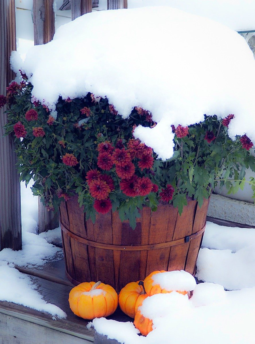 Red chrysanthemums in a wooden planter, dusted with snow beside orange pumpkins.