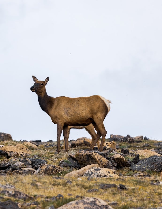 Where the Road Meets the Sky: Driving Trail Ridge Road