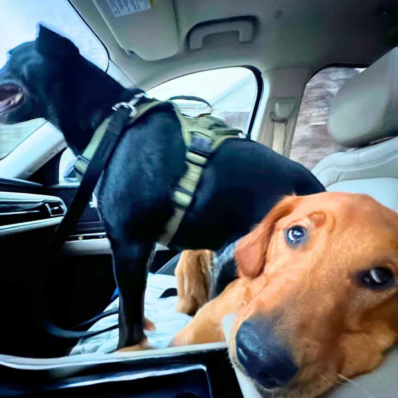 Tennis Balls and New Pals: A Week in the Life of Marley and Dax