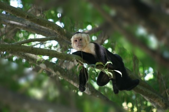 Breeze, Trees, and Monkeys - Your Affordable Costa Rican Haven