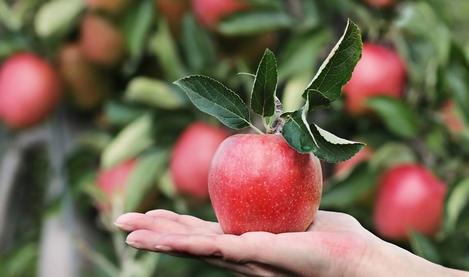 Top Apple Picking Spots in Orange County (Plus One Historic Gem in Rockland!)