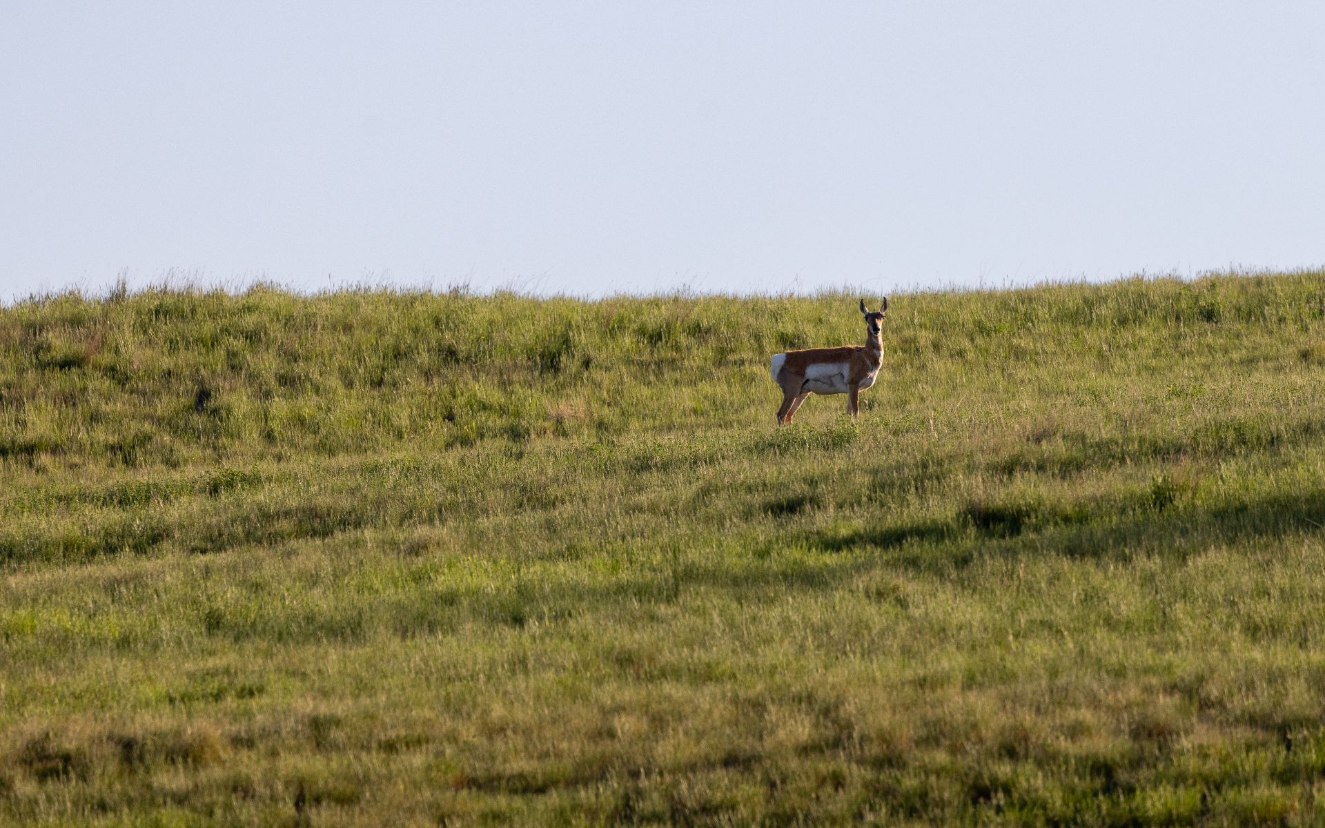 Elk Rich Ranch