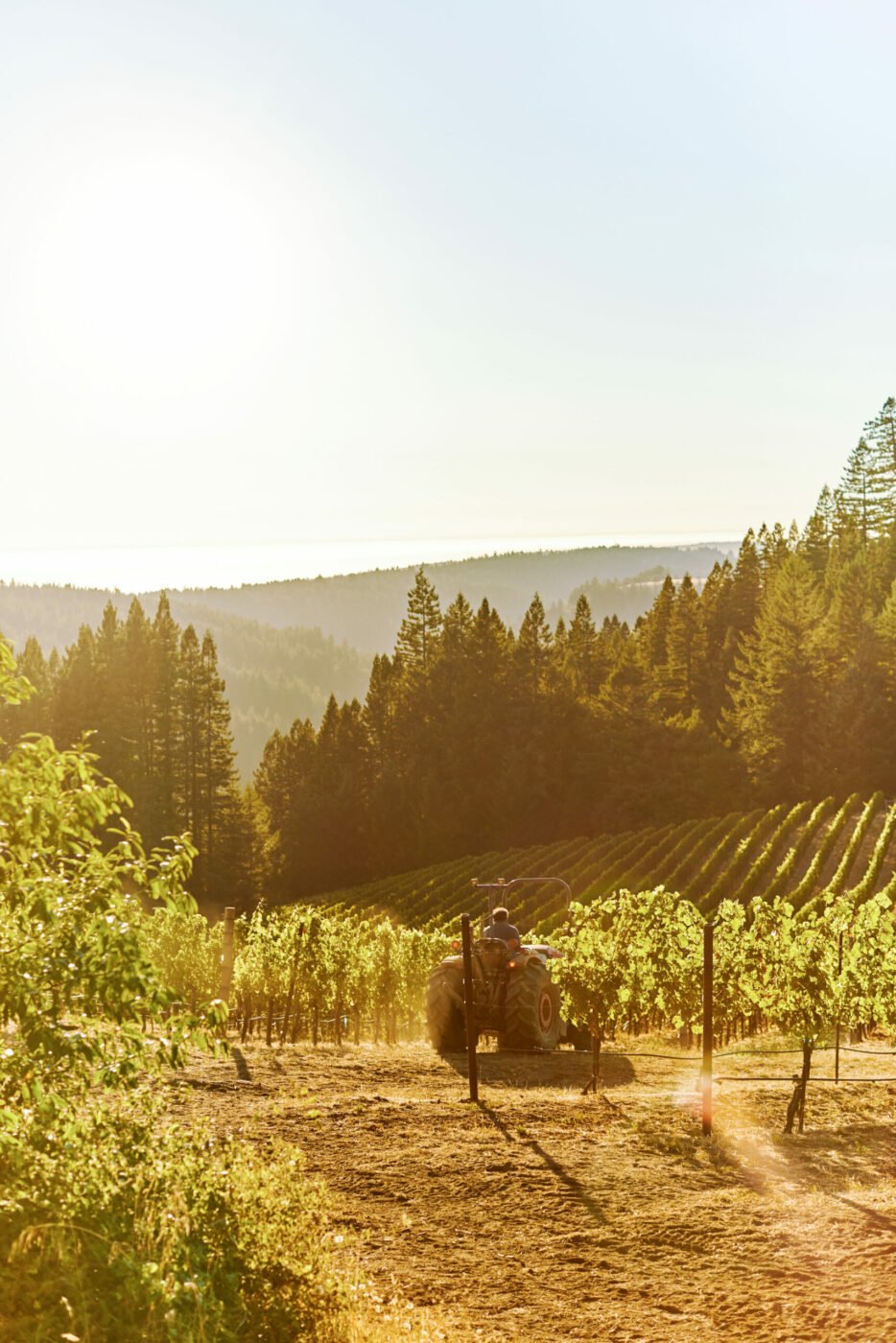 These Are the Most Iconic Vineyards in Sonoma County