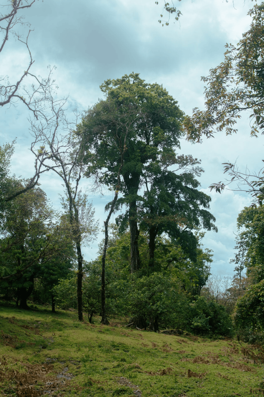 Finca Rincon De La Vieja, 61 Acre Costa Rican Paradise