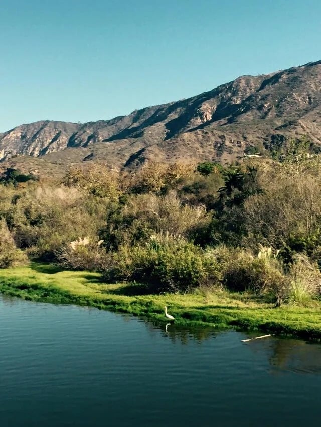 White egret beside a pond, with green shoreline vegetation and rugged hills behind it.