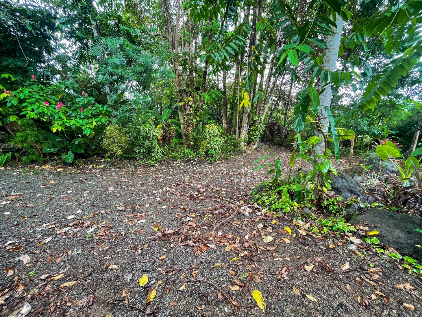 Cozy Colonial Home with Lush Gardens and Prime Commercial Prospects