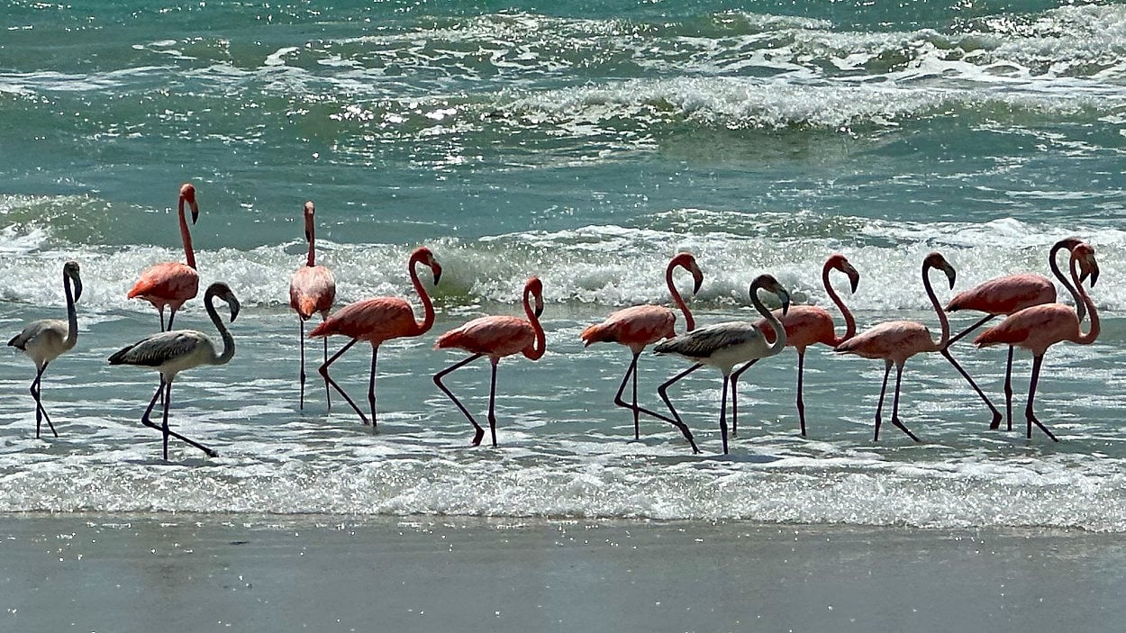 Wild American flamingos in Tampa Bay